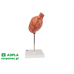 model żołądka człowieka, 2 części - 3b smart anatomy kat. 1000302 k15 3b scientific modele anatomiczne 8